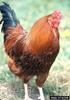 Domestic Chicken (Gallus gallus domesticus)
