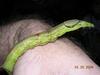 snake mimic by caterpillar