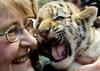 Cute Siberian Tiger Cub