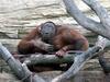 Happy Orangutans