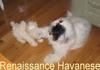 Havanese dogs at play
