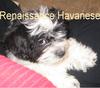 Havanese pup has big personality