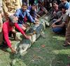 Indian gharial