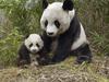 [Daily Photos] Giant Panda Mother and Cub, Molong Nature Reserve, China
