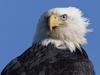 [Daily Photos] Intense Stare, Bald Eagle