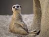[Daily Photos] Taking a Load Off Meerkat