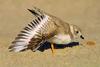 Piping plover - broken wing action
