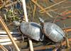 Late Winter Critters - Eastern Painted Turtle (Chrysemys picta picta)18