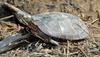 Late Winter Critters - Eastern Painted Turtle (Chrysemys picta picta)185