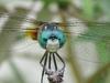 blue-green dragonfly