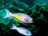 In Da Sea - Parrotfish