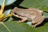 Upland Chorus Frog (Pseudacris feriarum feriarum) light phase