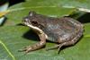 Upland Chorus Frog (Pseudacris feriarum feriarum) dark phase