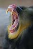 Yawning mandrill
