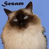 My ragdoll cat Sesam