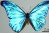 Slim Secret: Butterflies Burn Fat in Cocoon [LiveScience 2006-03-21]
