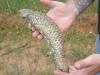 Shingleback lizard - Tiliqua rugosa aspera