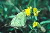 Environment changes hit Europe's butterflies [Guardian 2006-03-16]