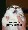 scary kitty