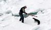 Not funny... cruel... Harp Seal Hunt, Canada