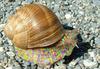 Colorful Snail