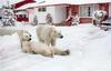 Polar Bear Fun