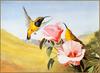 [Eric Shepherd's Beautiful Australian Birds Calendar 2003] Olive-Backed Sunbird