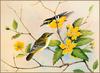 [Eric Shepherd's Beautiful Australian Birds Calendar 2003] Yellow-Breasted Boatbills