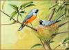 [Eric Shepherd's Beautiful Australian Birds Calendar 2003] Black-Faced Monarch