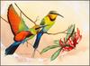 [Eric Shepherd's Australian Birds Calendar 2003] Rainbow Bee-Eater