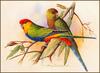 [Eric Shepherd's Australian Birds Calendar 2003] Red-Capped Parrot