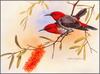 [Eric Shepherd's Australian Birds Calendar 2003] Scarlet Honeyeater