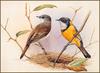 [Eric Shepherd's Australian Birds Calendar 2003] Golden Warbler
