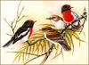 [Eric Shepherd's Beautiful Australian Birds Calendar 2002] Red-Capped Robin