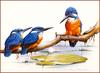 [Eric Shepherd's Beautiful Australian Birds Calendar 2002] Azure Kingfisher