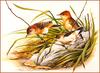 [Eric Shepherd's Beautiful Australian Birds Calendar 2002] Golden-Headed Cysticola