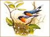 [Eric Shepherd's Beautiful Australian Birds Calendar 2002] Spectacled Monarch