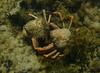 spider crabs