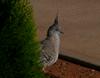 Australian Crested Pigeon