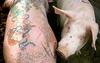 Tattoo pigs