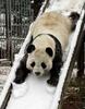 Panda Bear Fun