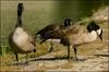 Canada Geese, Bird Flu, USA [AFP 2006-04-16]