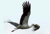 Nesting white stork