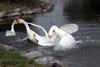 Fighting Swan Geese