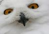 Snowy Owl face