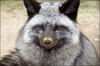 funny face, silver fox