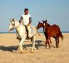 Arabian Horses, Sultanate of Oman