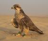 Hunting Falcon 1, United Arab Emirates