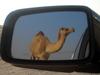 Camel 2, United Arab Emirates