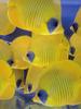Masked Butterflyfishes